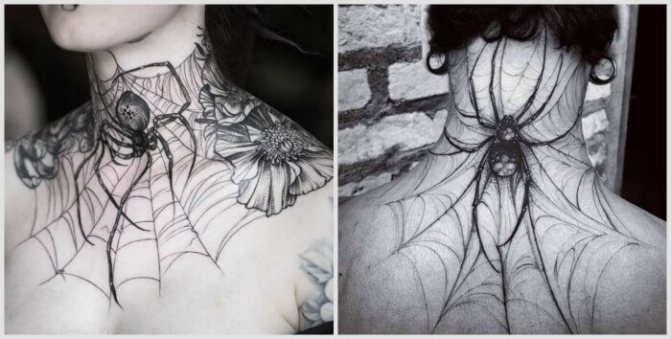 Spider web with a spider on the neck