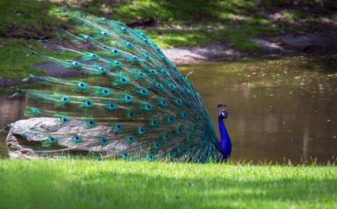 Peacock in nature
