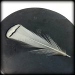 A feather of a bird in the window