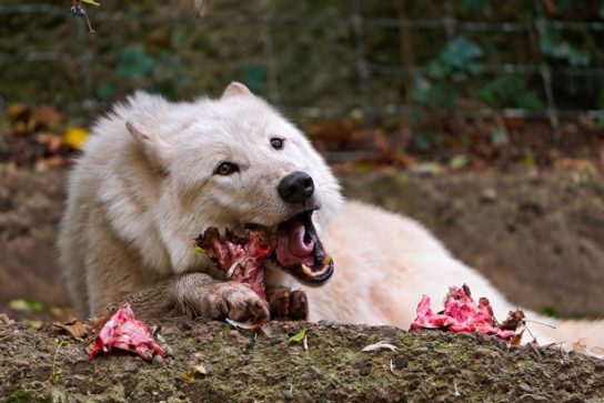 Arctic wolf nutrition