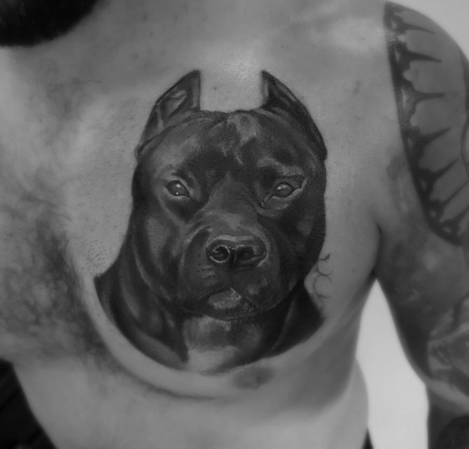 Pit bull on chest