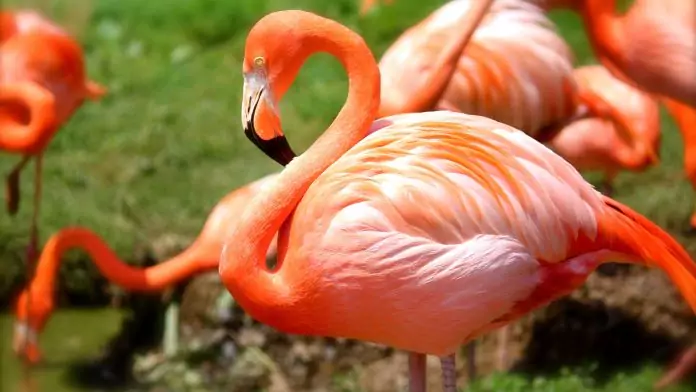 Why are flamingos called so