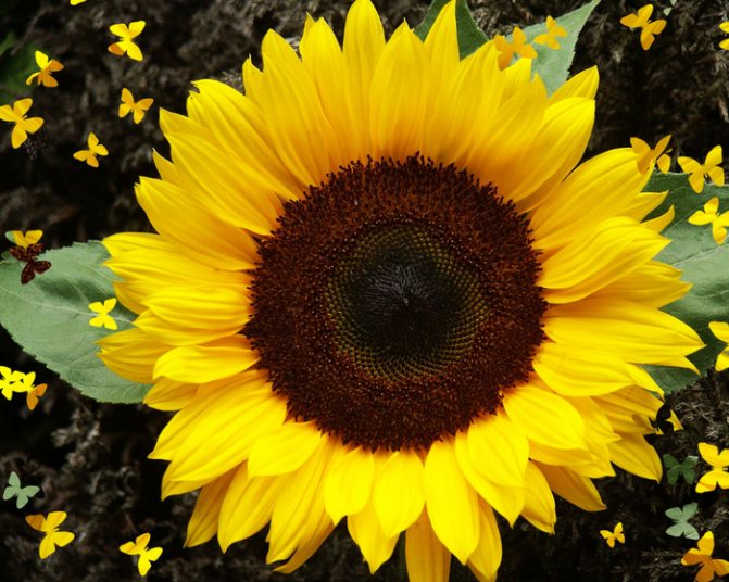 sunflower (700x560, 559Kb)