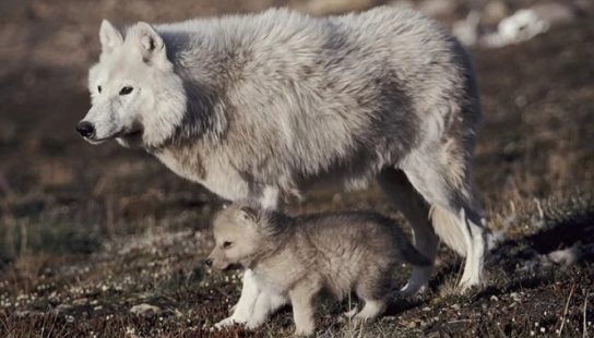 The polar wolf with a pup