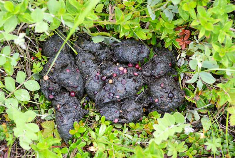 The time of the bear's stay in the berry pits gives away in piles of droppings