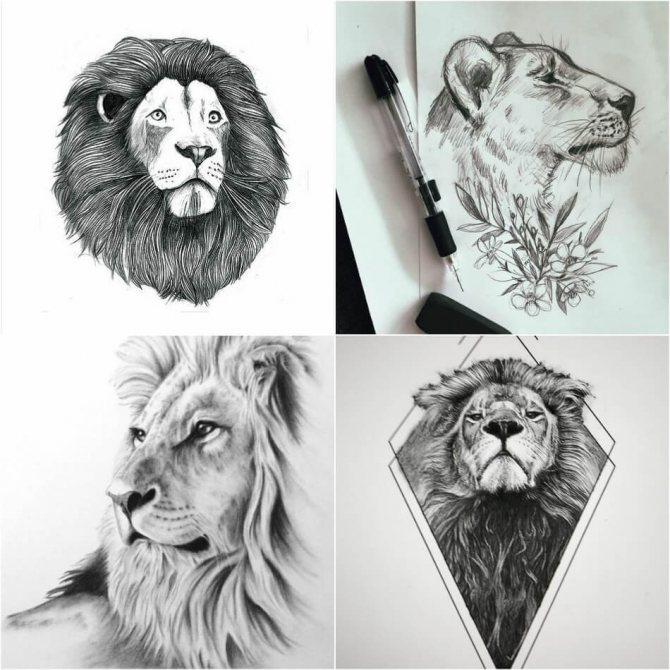 Beautiful lion, lioness tattoo designs