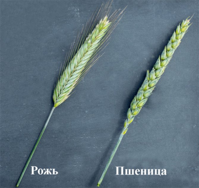 Wheat and rye: differences