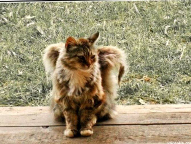 Fluffy angels among us: the phenomenon of cats with wings