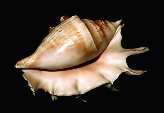 shell (650x450, 34Kb)