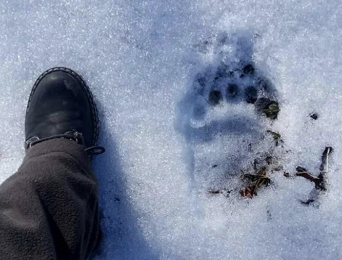 It is recommended to judge the freshness of bear tracks by your own footprints