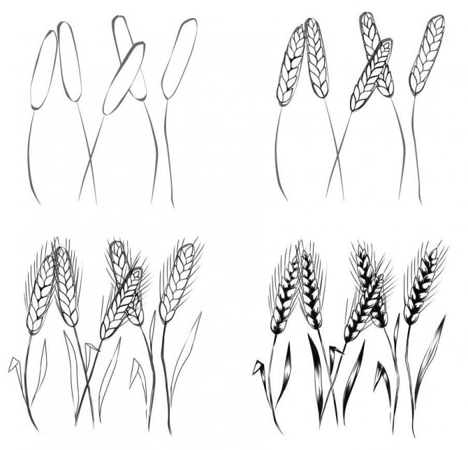 Drawing Wheat