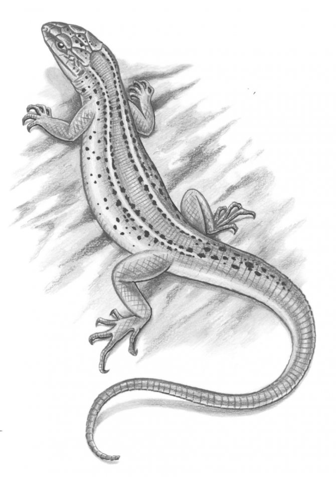 Sketch of a tattoo on a leg with a lizard