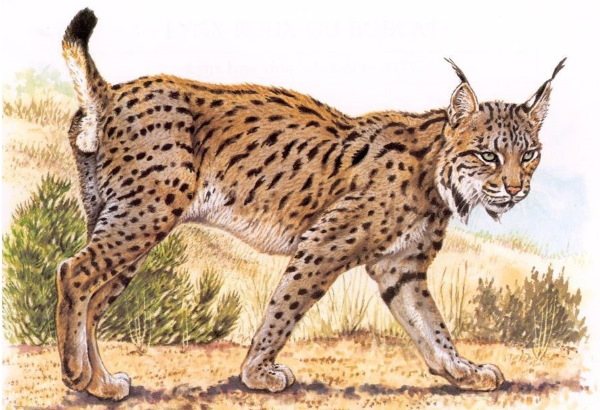 Lynx - drawing for children pencil drawing