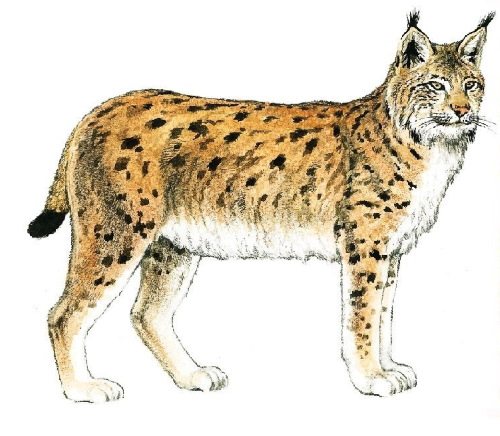 Lynx - drawing for children in pencil drawing