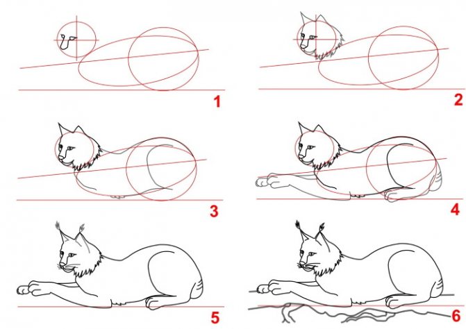 Lynx - drawing for children by pencil step by step