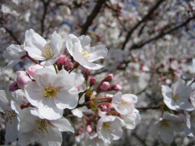 Sakura: the legend and spiritual significance of Japanese sakura blossoms