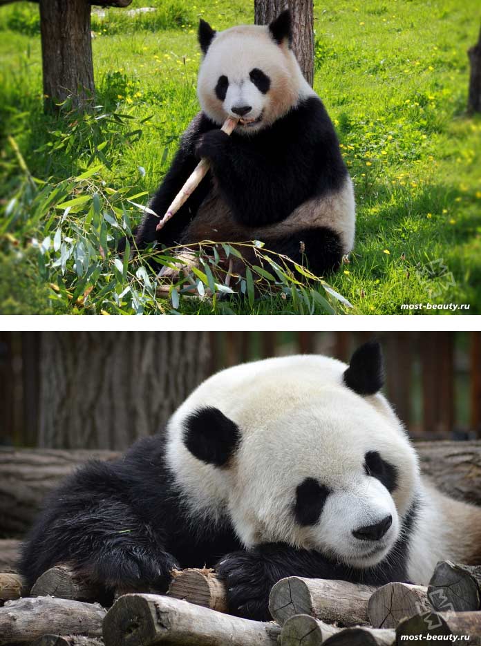 The most beautiful bears: the Big Panda. CC0