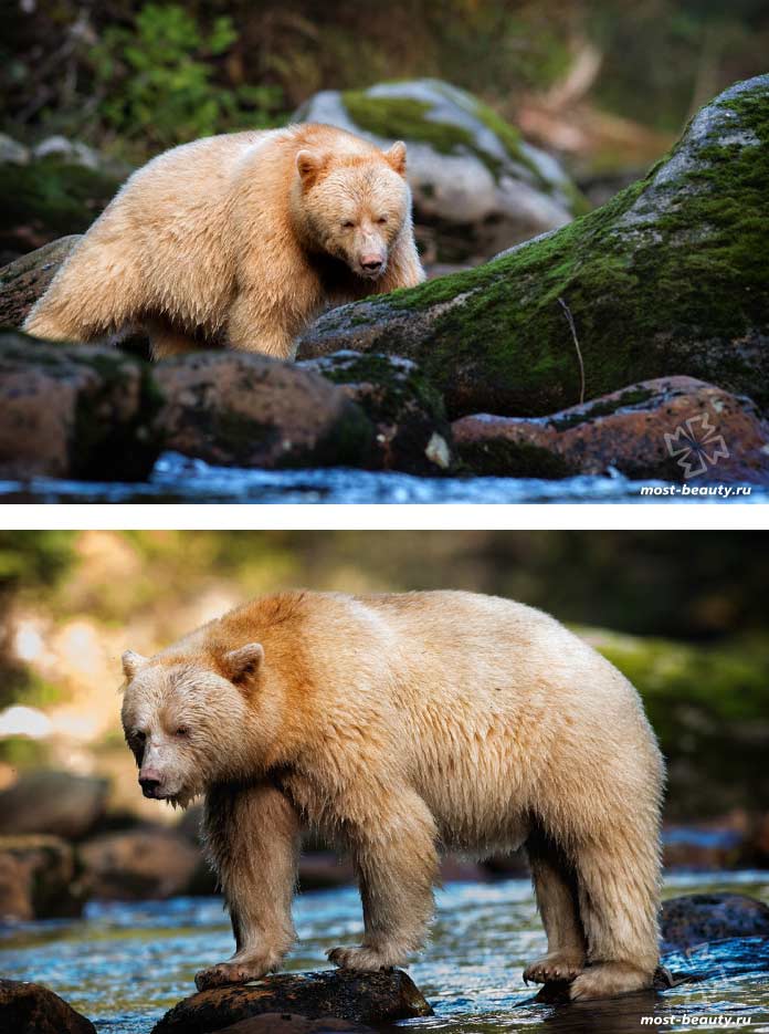 The most beautiful bears: Kermode