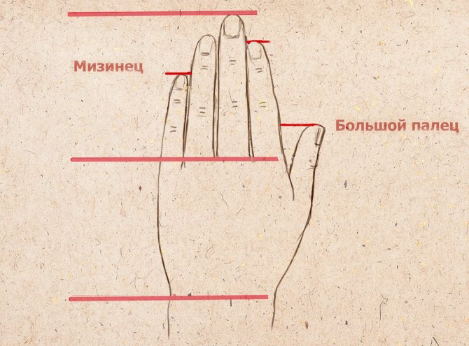 Schematic drawing of a hand