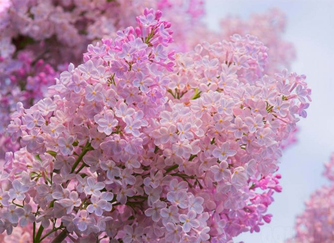 Lilac: omens and magical properties