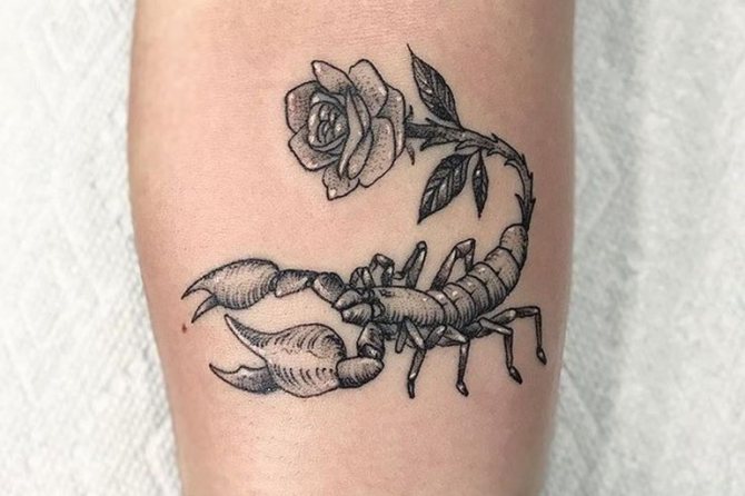 Scorpio and a rose