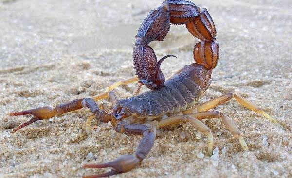 Skorpion - opis zwierzęcia - gatunek - życie - gatunek - środowisko życia - skorpion-1