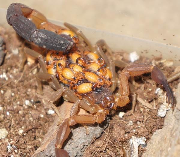 Skorpion - opis zwierzęcia - gatunek - życie - środowisko skorpiona-19