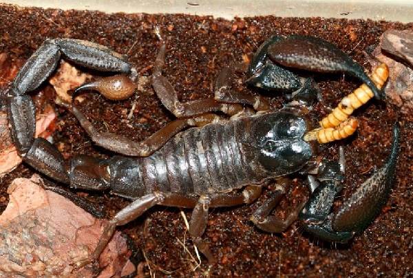 Skorpion - opis zwierzęcia - gatunek - życie - gatunek - środowisko skorpiona 18