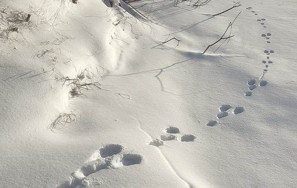 Tracks of animals in the forest and their features 11