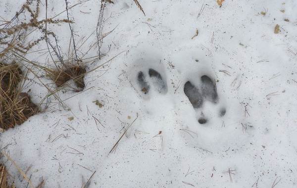 Tracks of animals in the forest and their features-13