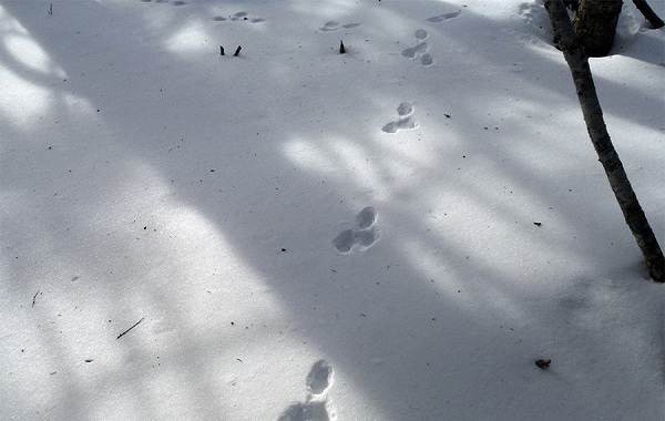 Animal tracks-in-the-woods-and-their-features-16