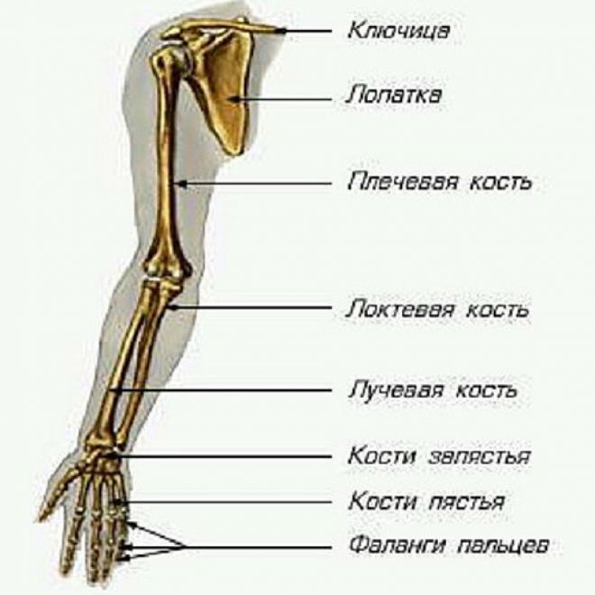 The structure of the bones of the hand