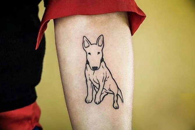 Tattoo bull terrier: sketches, meaning, photos