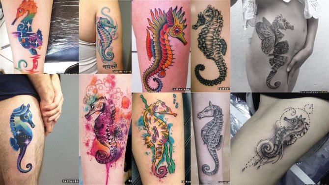 seahorse tattoo photo