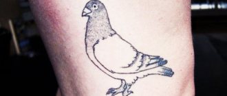 Tattoo of a pigeon