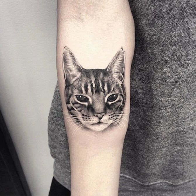 Tatuaggio di gatto di realismo sull'avambraccio