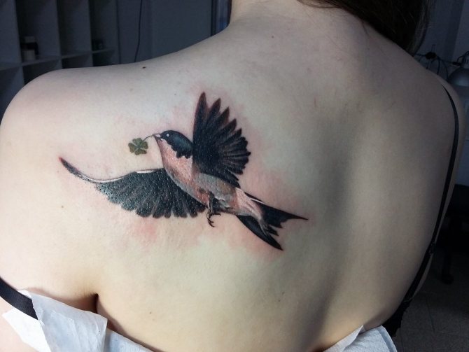 Tattoo Swallow on the shoulder blade