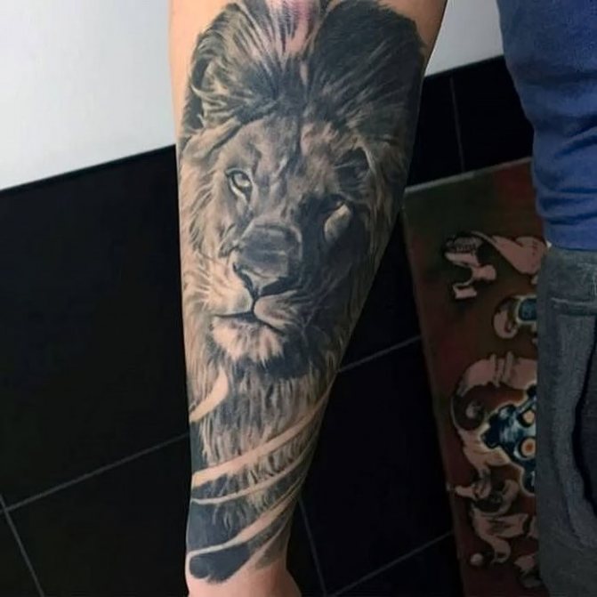 Blackwork lion realism tattoo on forearm