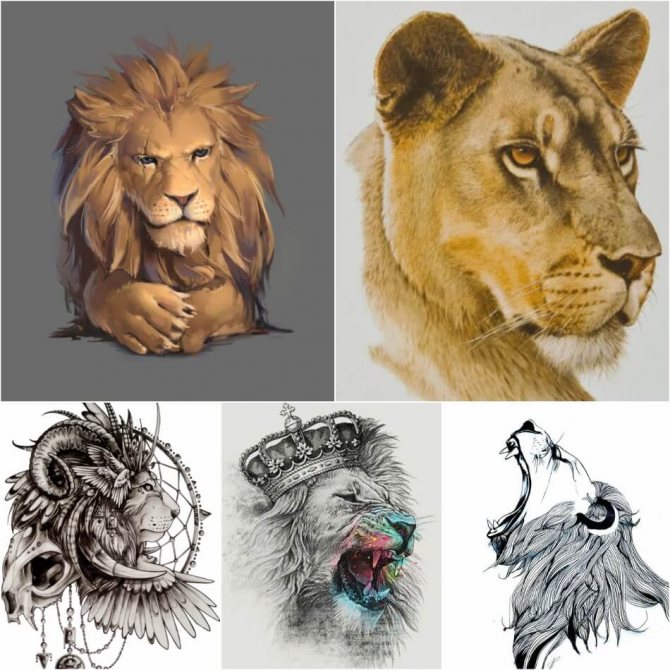 Tattoo of a Lion - Tattoo of a Lion Sketches - Examples of Sketches for Tattoo of a Lion