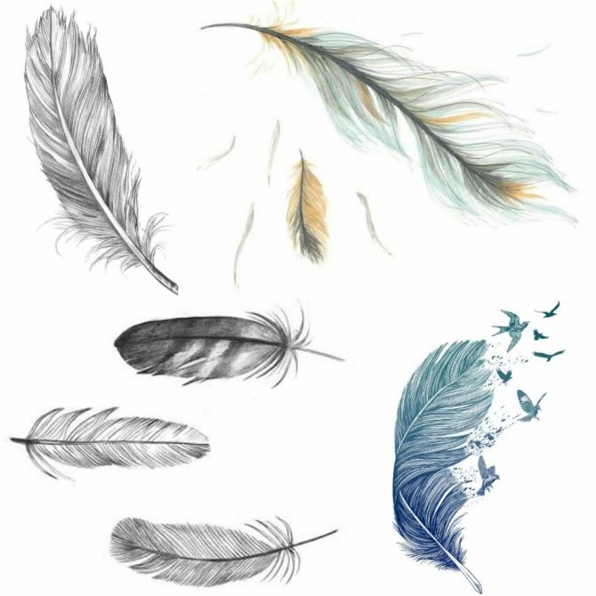Tattoo of a Feather - Tattoo of a Feather - Tattoo of a Feather - Tattoo of a Feather sketch