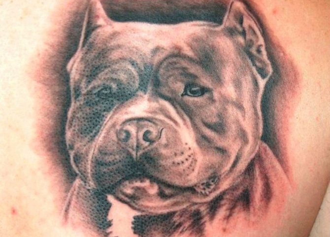 Tattoo pit bull