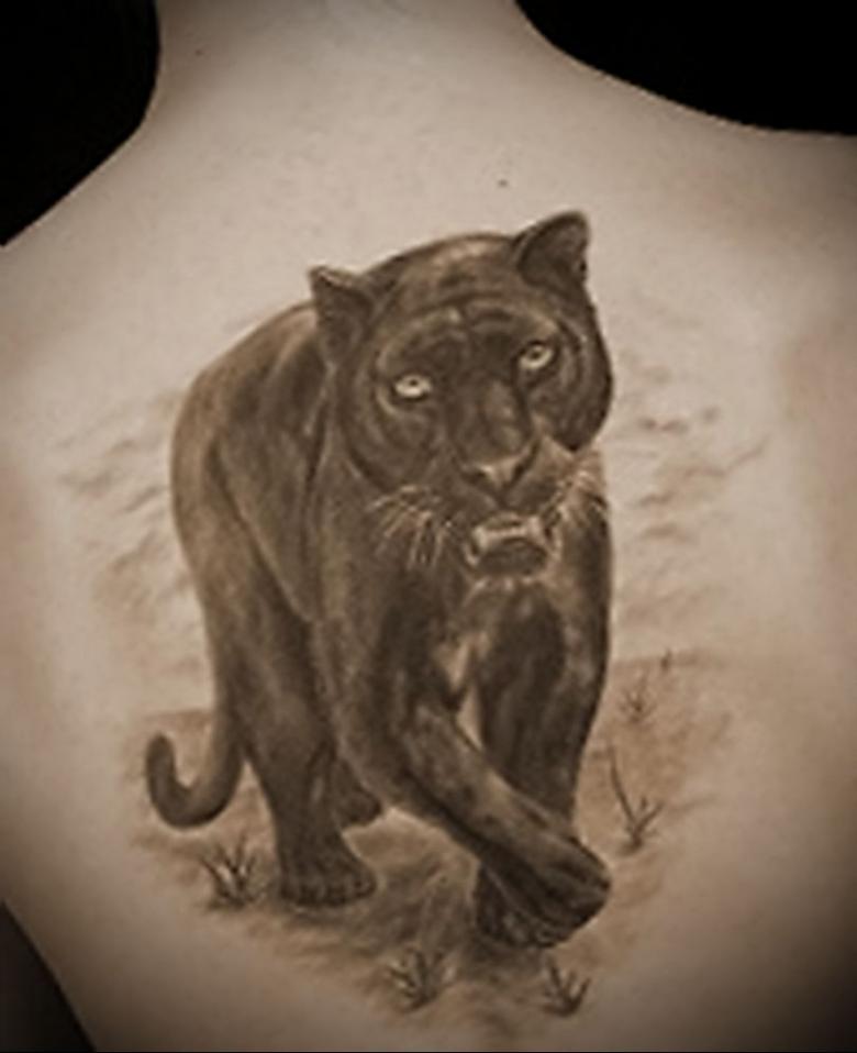 Tattoo of a cougar (84 photos) - sketches and meaning of a tattoo with a cougar on the arm, shoulder, leg