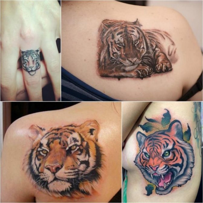 Tattoo with animals - Tatu-tigr-Muzhskoe-tatu-tigr-tatuirovka-tigr-dlya-muzhchin
