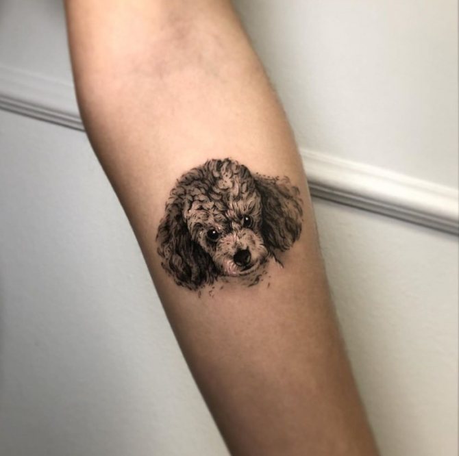 tattoo dog sketches