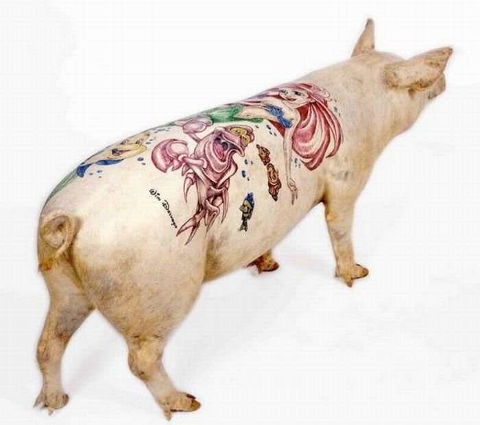 Tattoo pigs: artist beats tattoos on pigs and then sells them for mad money-35 photo-