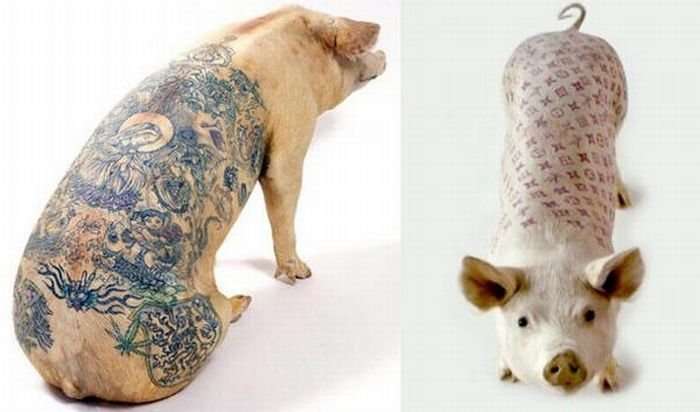 Tattoo pigs: artist beats tattoos on pigs and then sells them for mad money-35 photo-