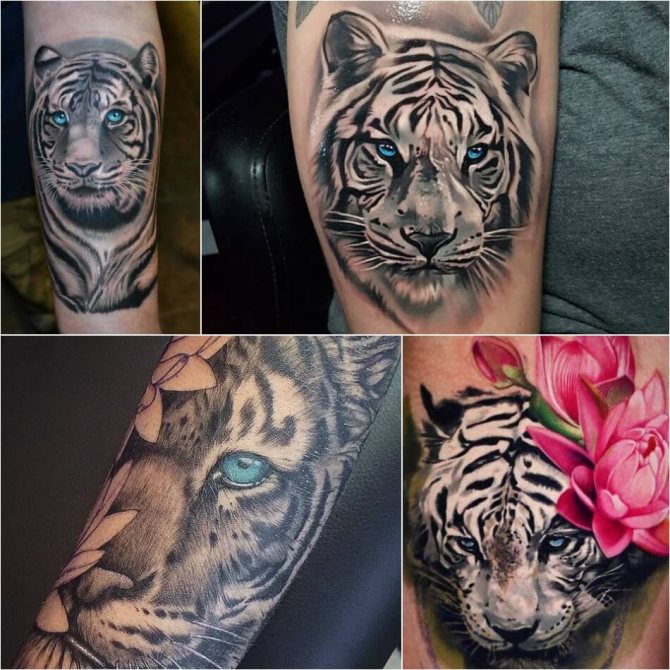 Tattoo tiger - tatuaggio tigre bianca - tatuaggio tigre bianca