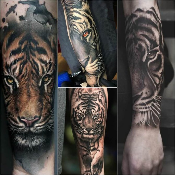 Tattoo Tiger - tatuaggio di una tigre sull'avambraccio - tatuaggio di una tigre sull'avambraccio