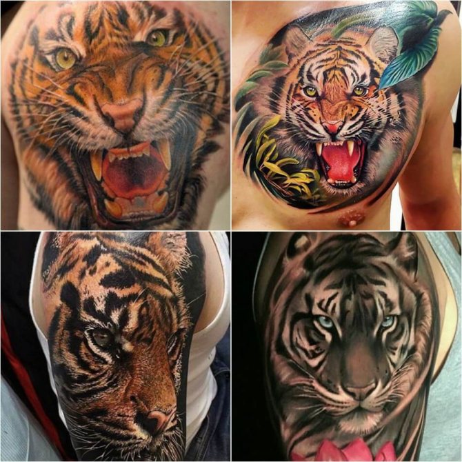 Tattoo Tiger - Tattoo Tiger Realism - Tiger Realism Tattoo