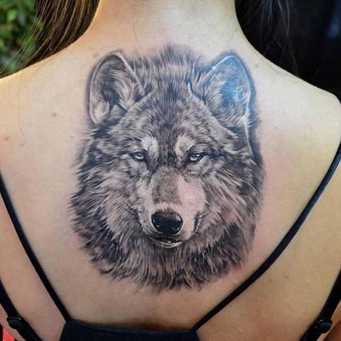Tattoo in the form of a wolf